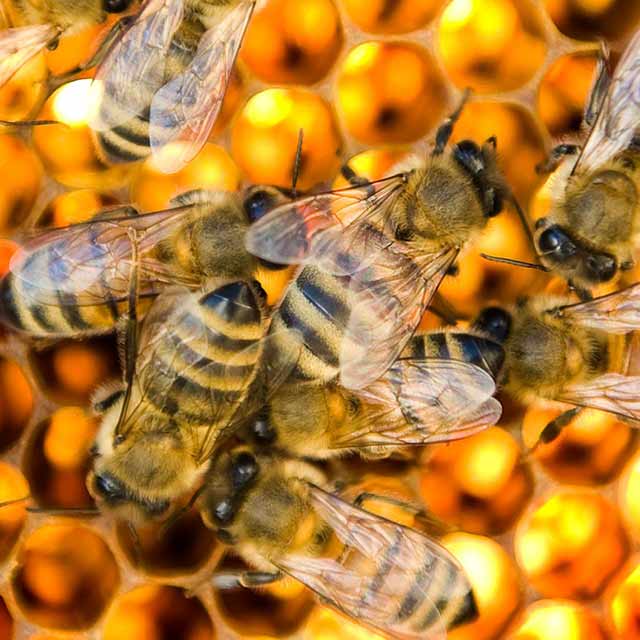  Worker Bees Showing VSH Behavior
